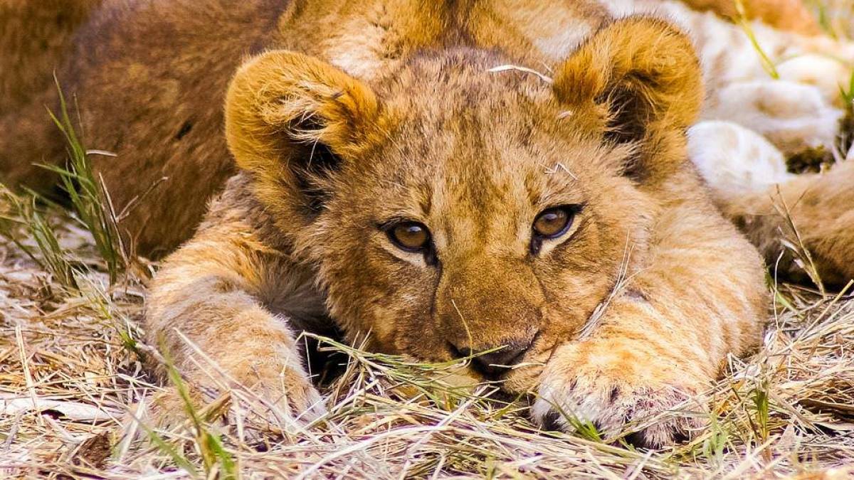 Lwen-Junges |  Eva Peters / Chamleon