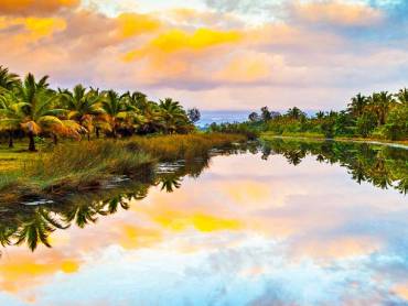 Palmen spiegeln sich im Wasser
