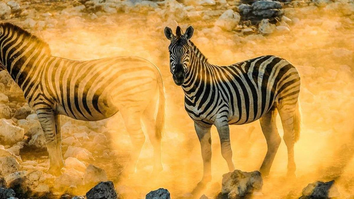 Einbruch der Dunkelheit |  Mario Fu / Chamleon