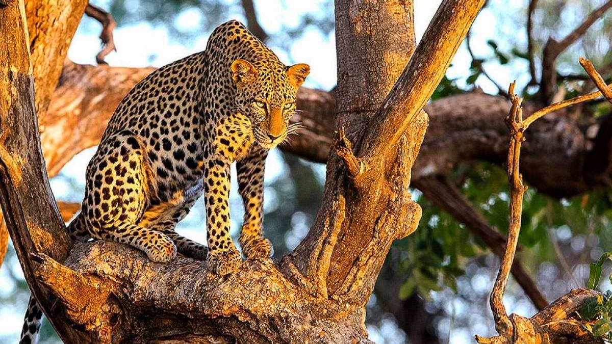 Leopard in Samburu |  Thomas Herzog / Chamleon