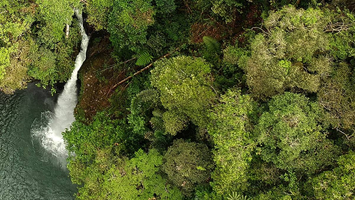 Regenwald Ecuador |  Alfonso Tandazo / Surtrek 