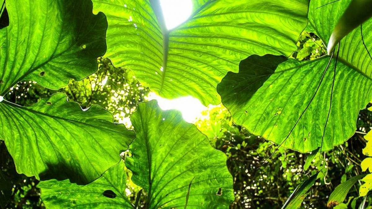 Bltter im Gegenlicht |  Hannes Schleicher / Chamleon