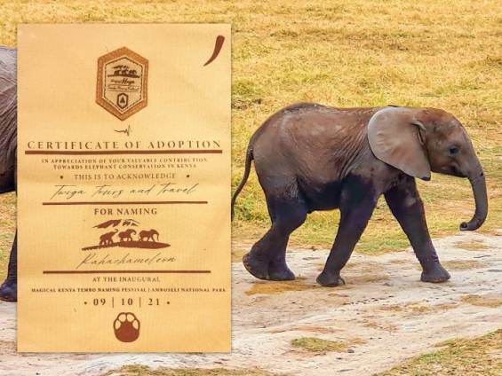 Der kleine Elefant Raha Chamleon |  Twiga / Chamleon