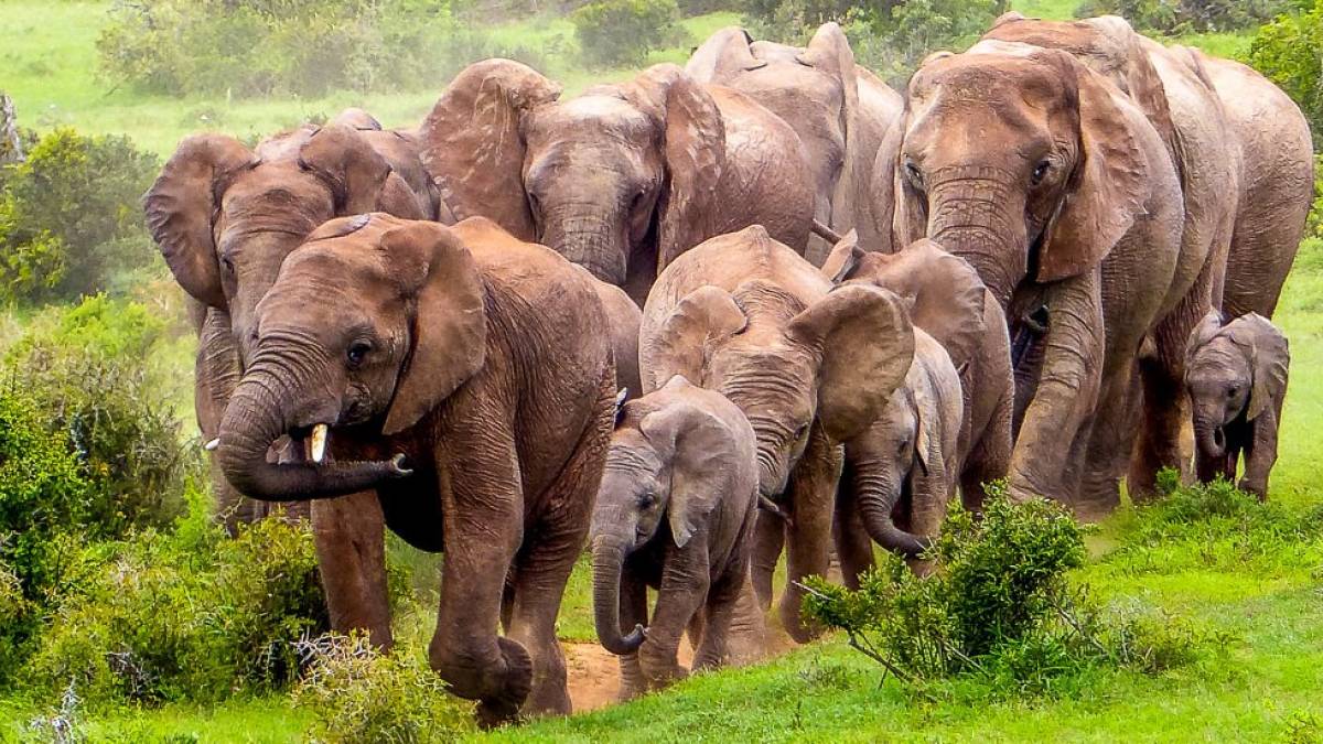 Elefanten im Anmarsch |  Monika Sander-Graupner / Chamleon