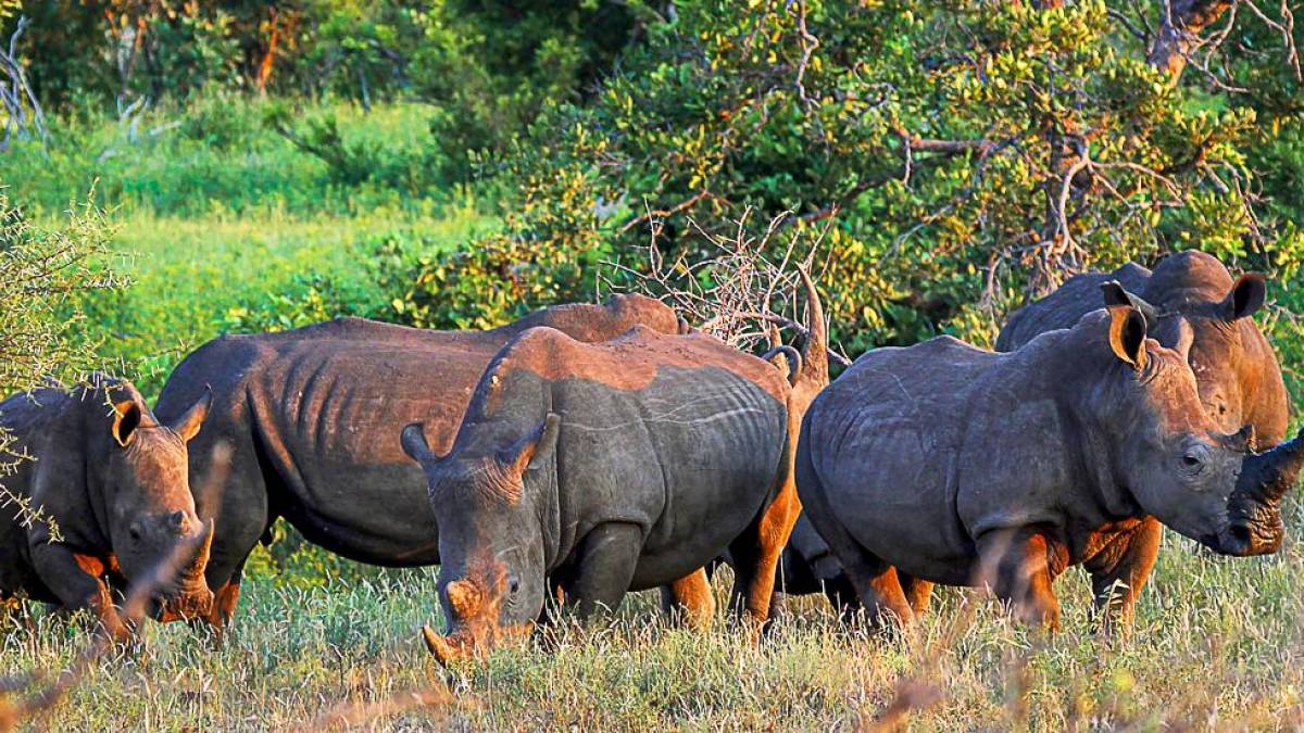 Wehrhafte Dickhuter |  Dr. Volker Tedsen / Chamleon