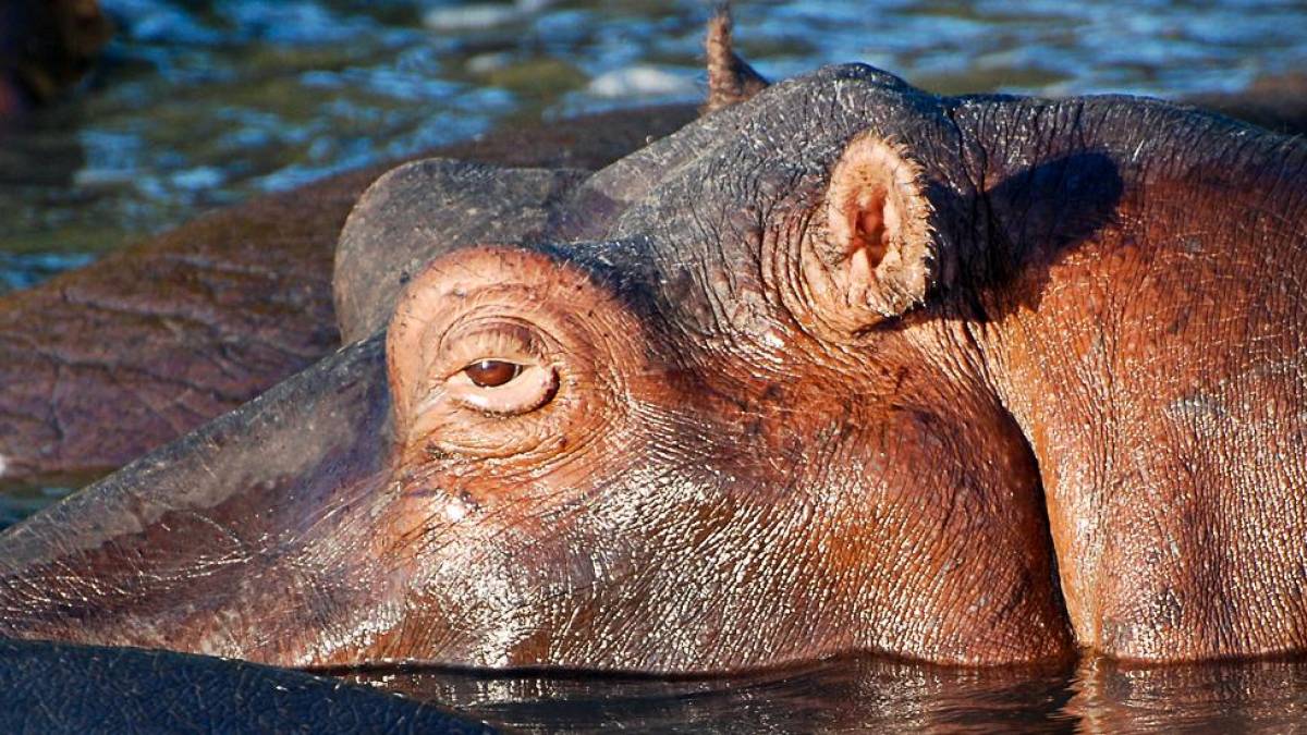 Flusspferdportrait |  Udo Hbner / Chamleon