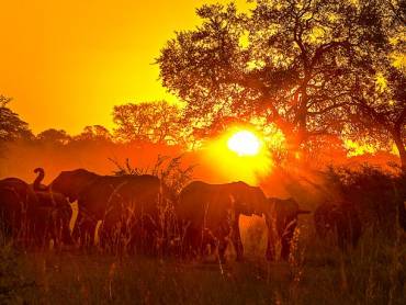 Sundowner mit Elefanten