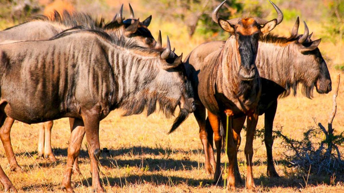 Gnu-Herde in der Savanne |  Alexander Sass / Chamleon