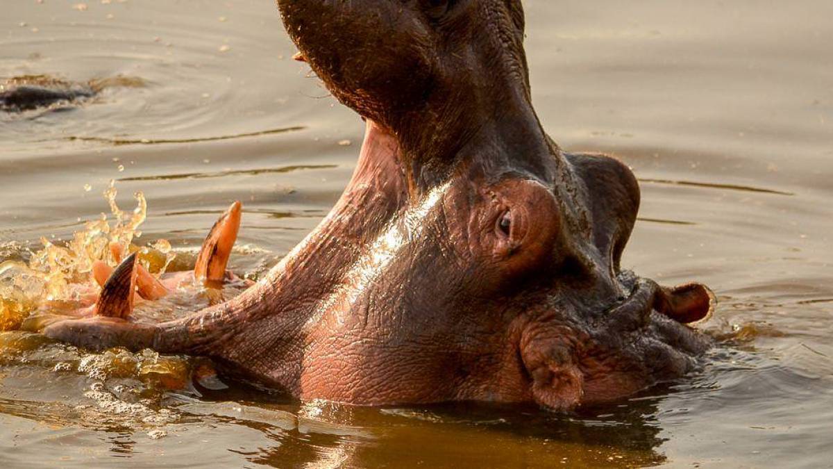 Gromaul |  Susanne Buder / Chamleon