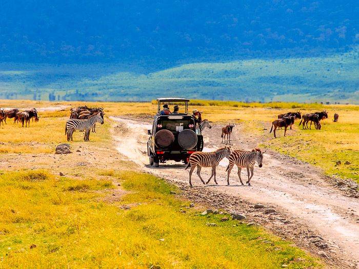 Safari im Ngorongoro Krater |  brytta, iStockphoto.com / Chamleon