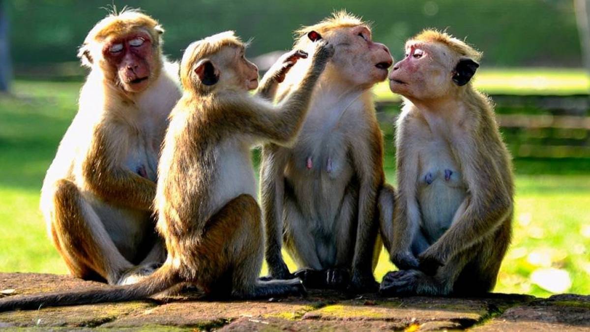 Affenfamilie |  Udaya Wijesoma / Chamleon