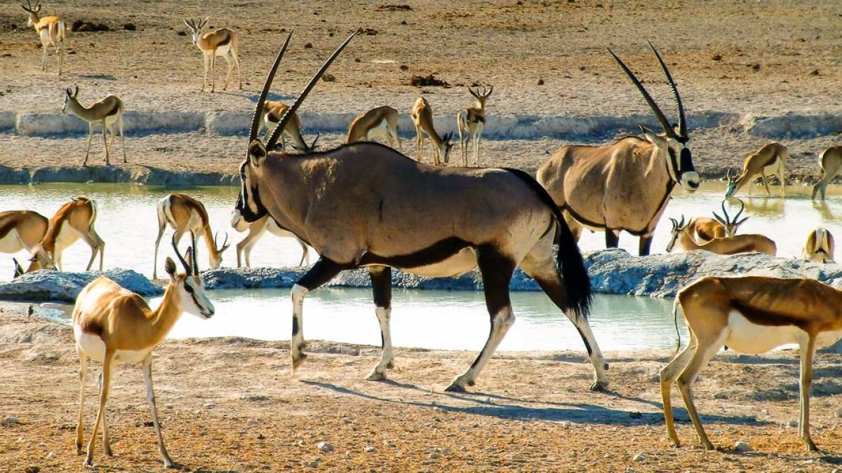 An der Wasserstelle |  Karin Schenk / Chamleon