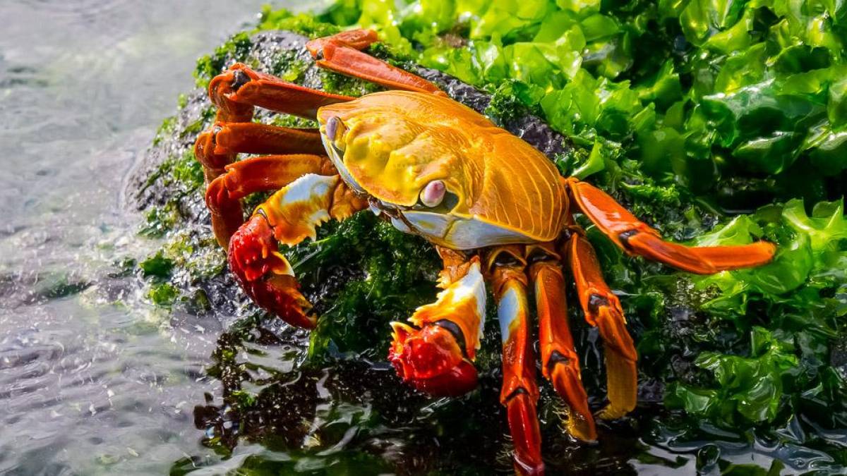 Galapagos-Krabbe |  Hannes Schleicher / Chamleon