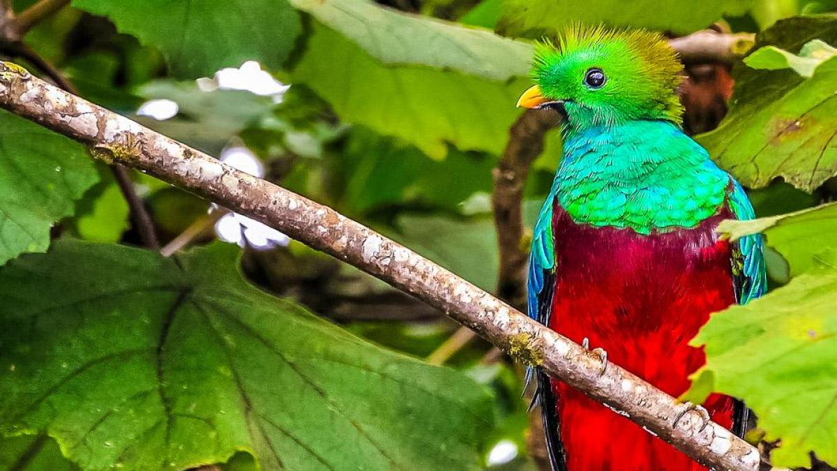 Der heilige Vogel Quetzal |  Stefan Lippe / Chamleon
