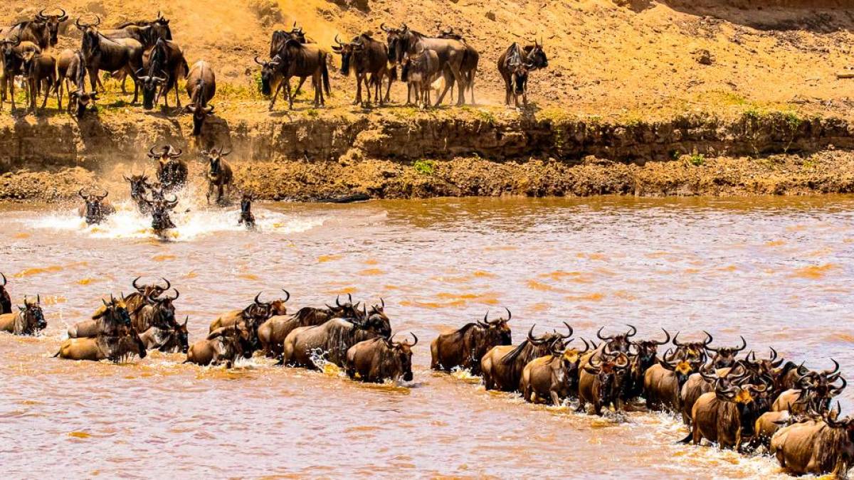 Wanderung der Gnus durch den Flu Mara |  Sebastian Schulze / Chamleon