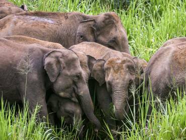 Elefantenherden ziehen durch die Landschaft |  NKAR Travels & Tours / Chamleon