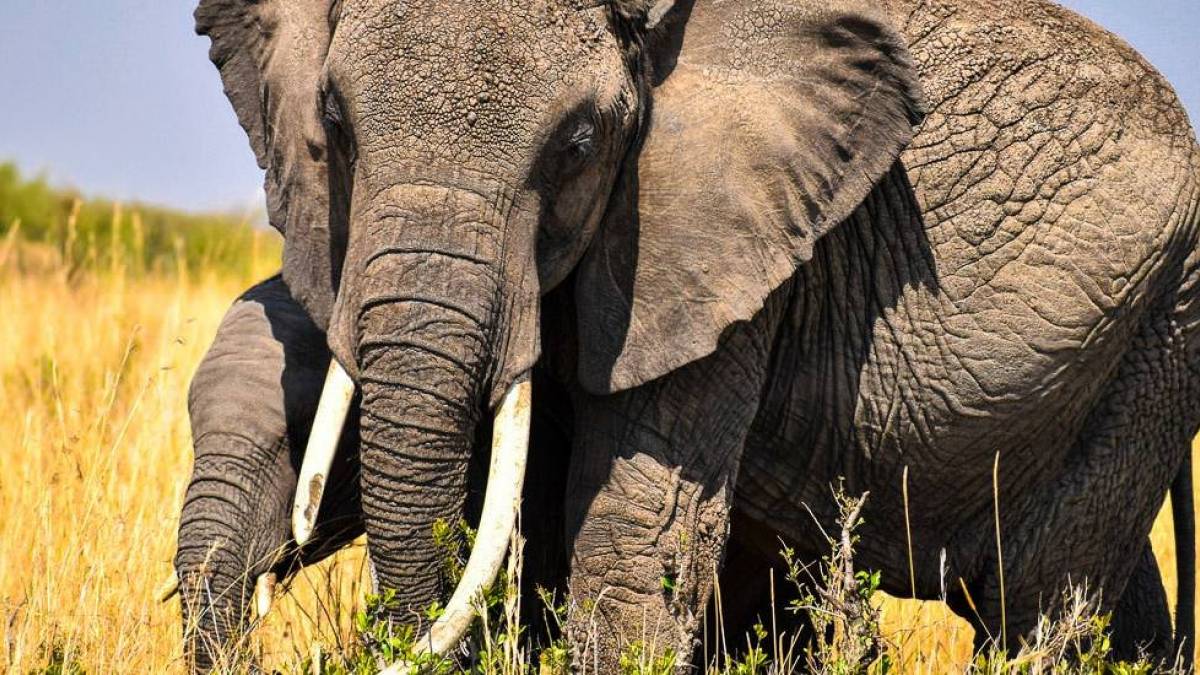 Familienspaziergang |  Gabriele Heyn / Chamleon