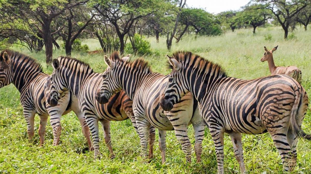 Zebraherde in der Savanne |  Klaus Barsikow / Chamleon