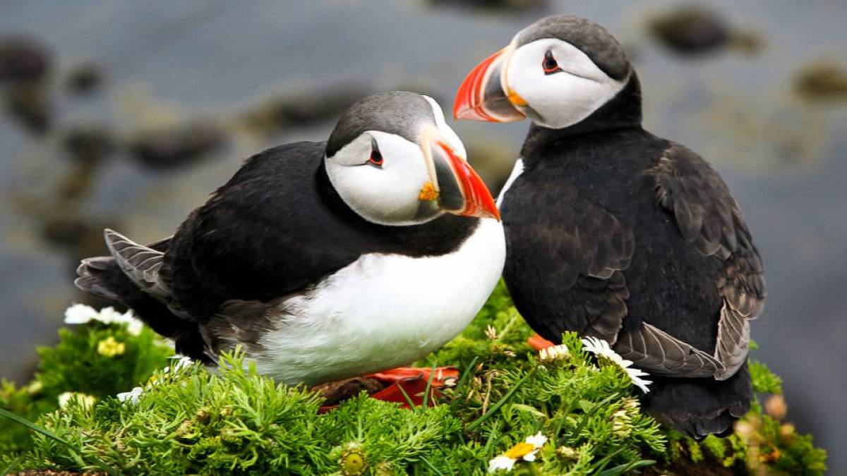 Papageitaucher |  Island Pro Travel / Chamleon