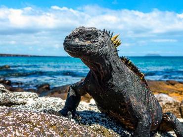 Meerechse auf der Insel Seymour Norte