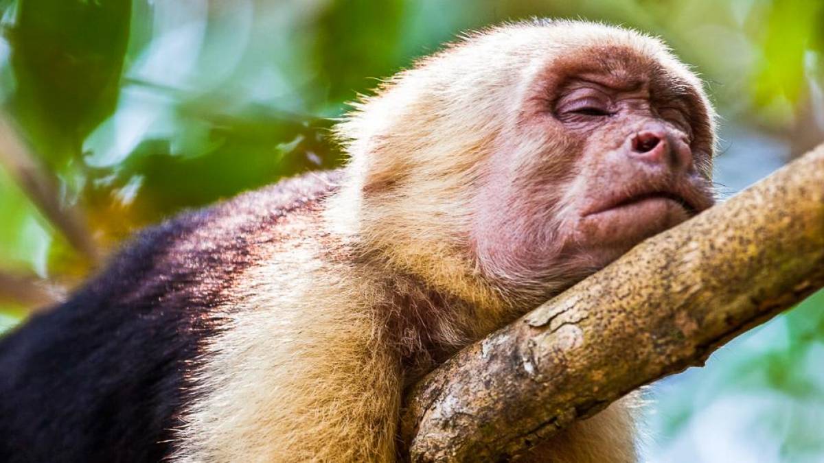 Mittagspause |  Christian Neumeister / Chamleon