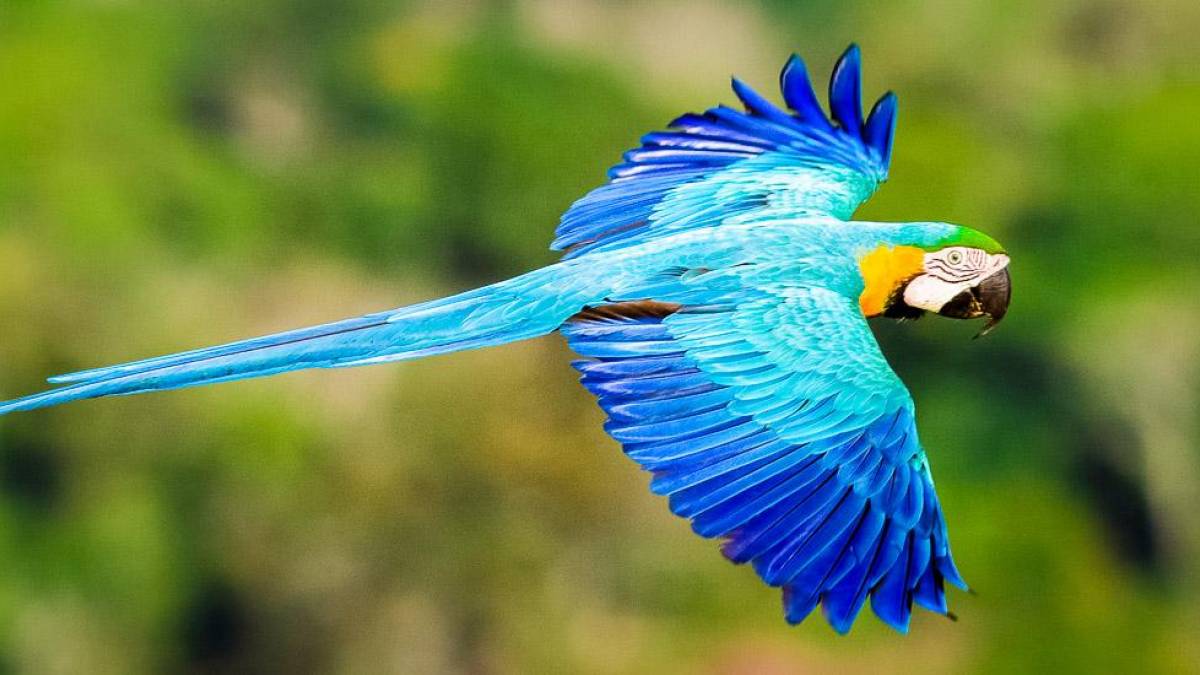 Fliegender Ara im Regenwald |  Jorge Lopes, Ideia Tours / Chamleon