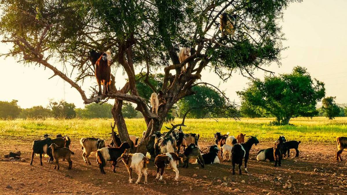 Ziegen auf Bumen |  Stephanie Forsch / Chamleon