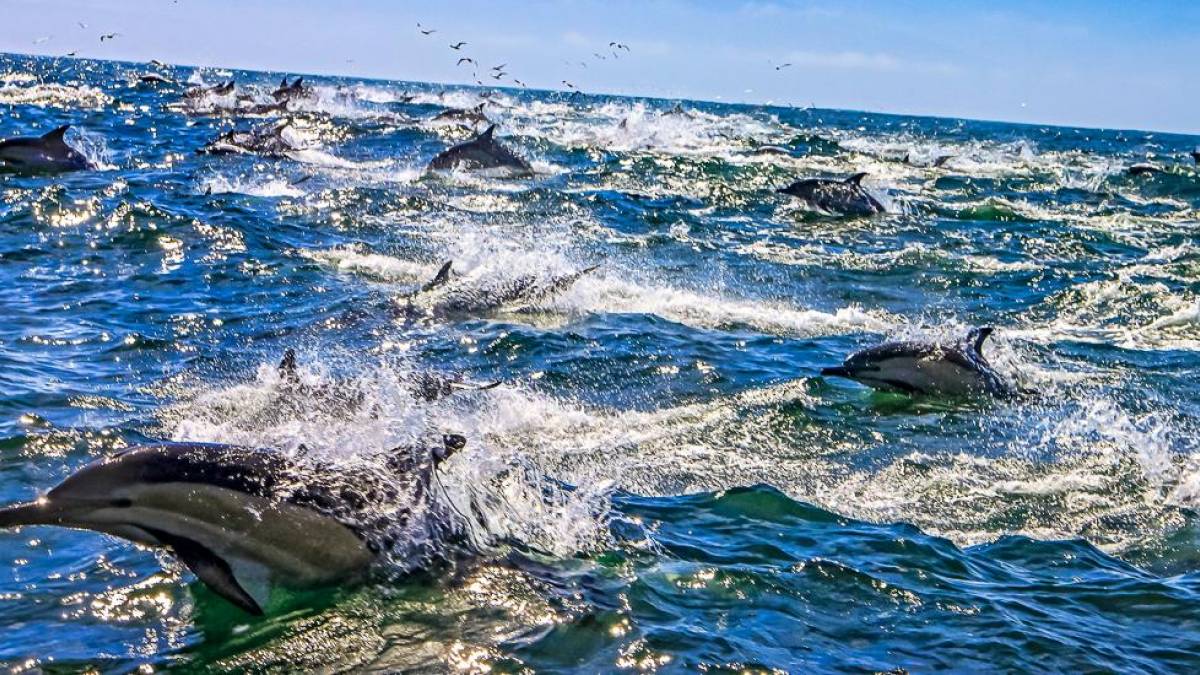 Delfine auf der Jagd |  Christiane Haberland / Chamleon