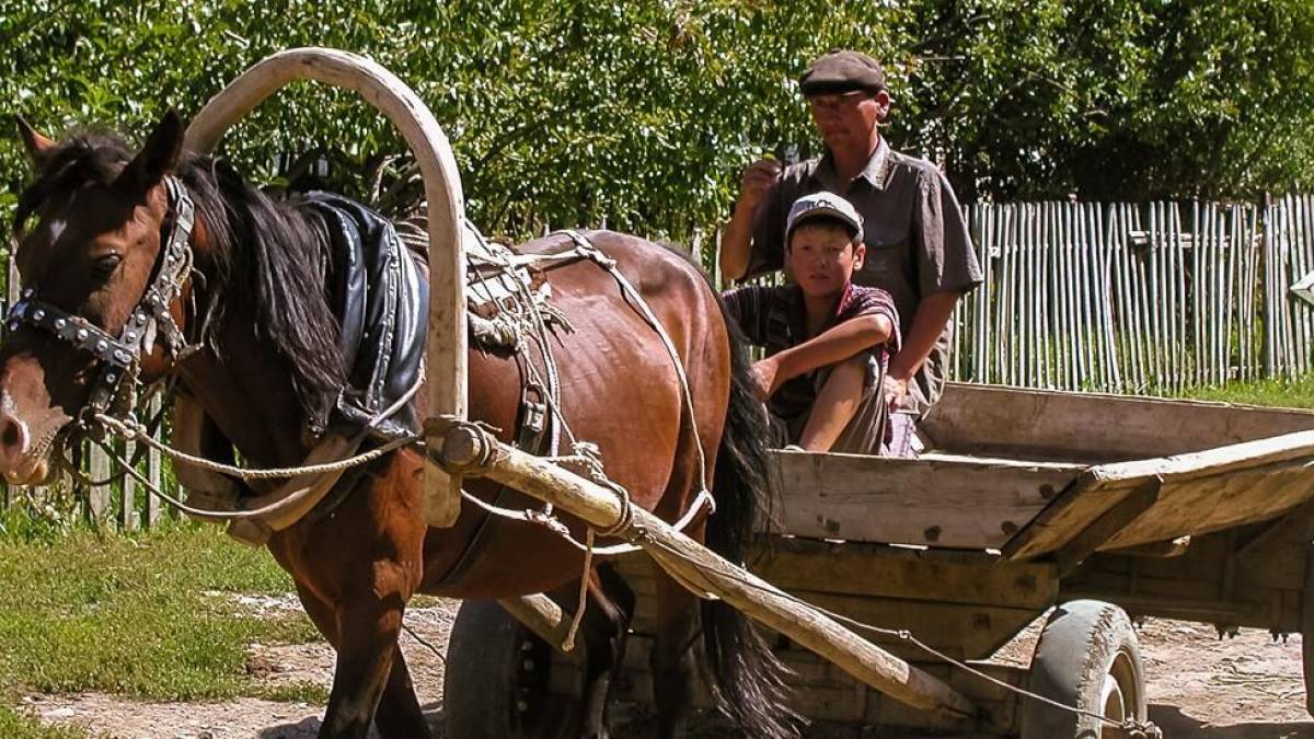 Buerlicher Pferdewagen |  Novi Nomad Tours / Chamleon