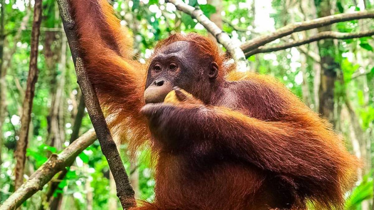 Im Sepilok Orangutan Rehabilitation Centre |  Hannes Schleicher / Chamleon