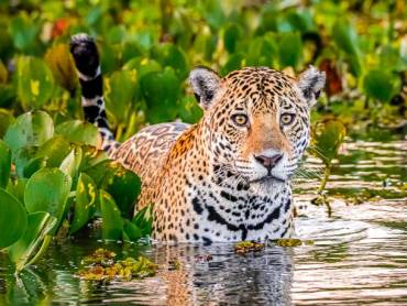 Junger Jaguar im Wasser des Pantanal