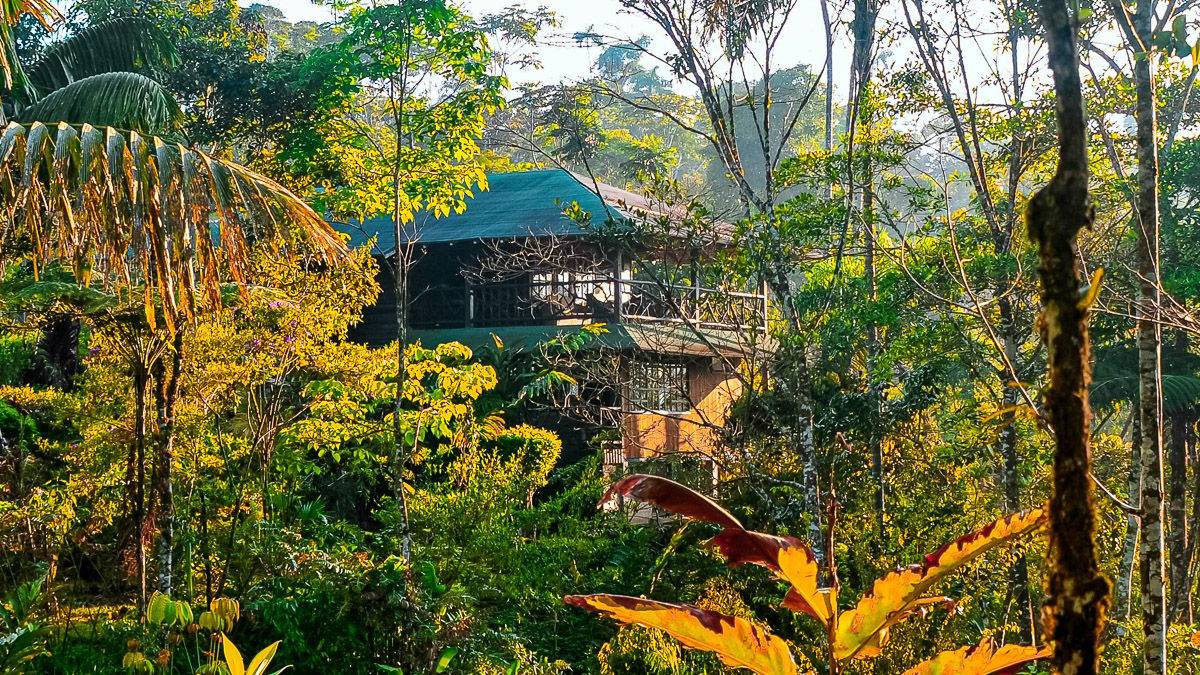 Regenwaldlodge Las Cascadas |  Chamleon