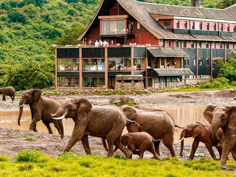 The Ark Lodge |  Marasa Africa, The Ark Lodge / Chamleon