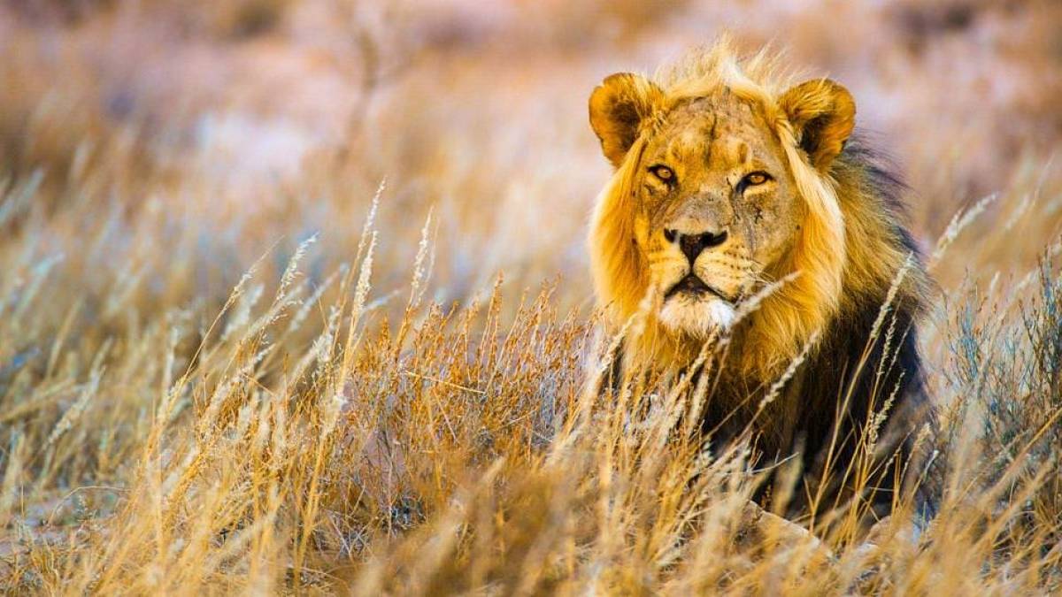 Knig der Tiere |  Peter Pack, Pack Safari / Chamleon