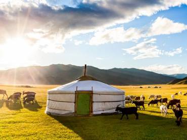 Ziegenherde auf einer Weide neben der Jurte