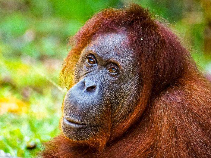 Orang-Utan |  Beatrix Gloede / Chamleon