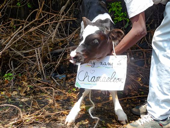 Malaika Kuh Chamaeleon |  Malaika e.V.