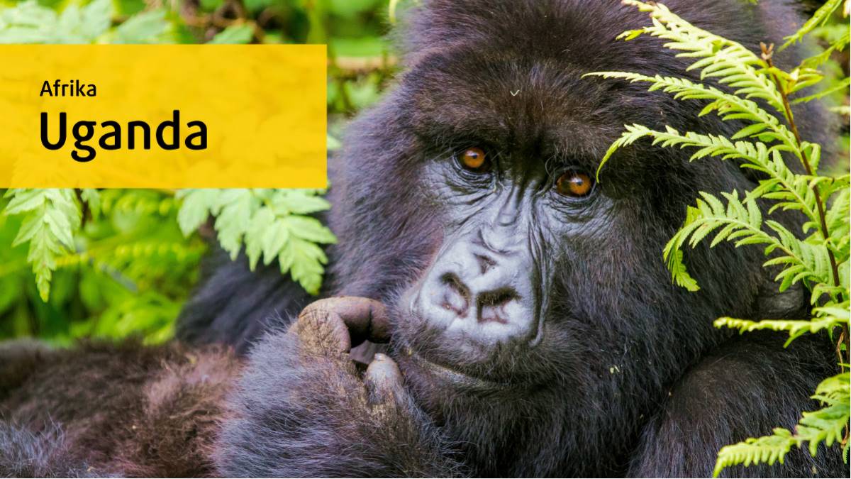 Uganda: Trailer (1:04)