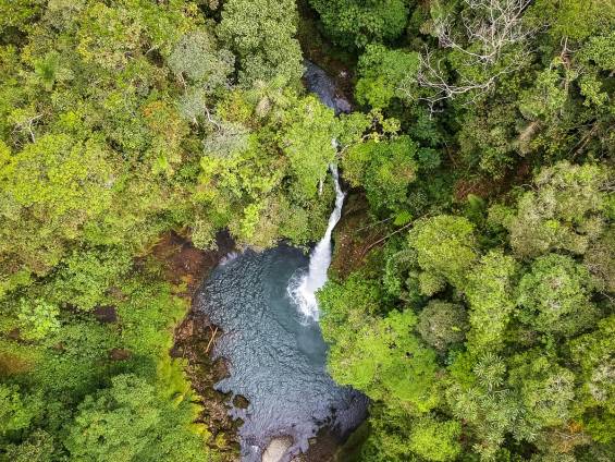 Regenwald |  Alfonso Tandazo, Surtrek / Chamleon