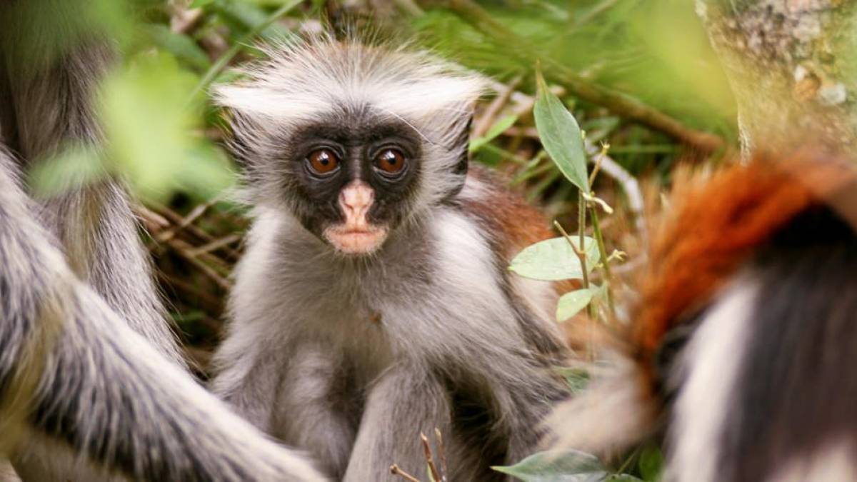 Bitte mal herschauen |  Gertraud Reck / Chamleon