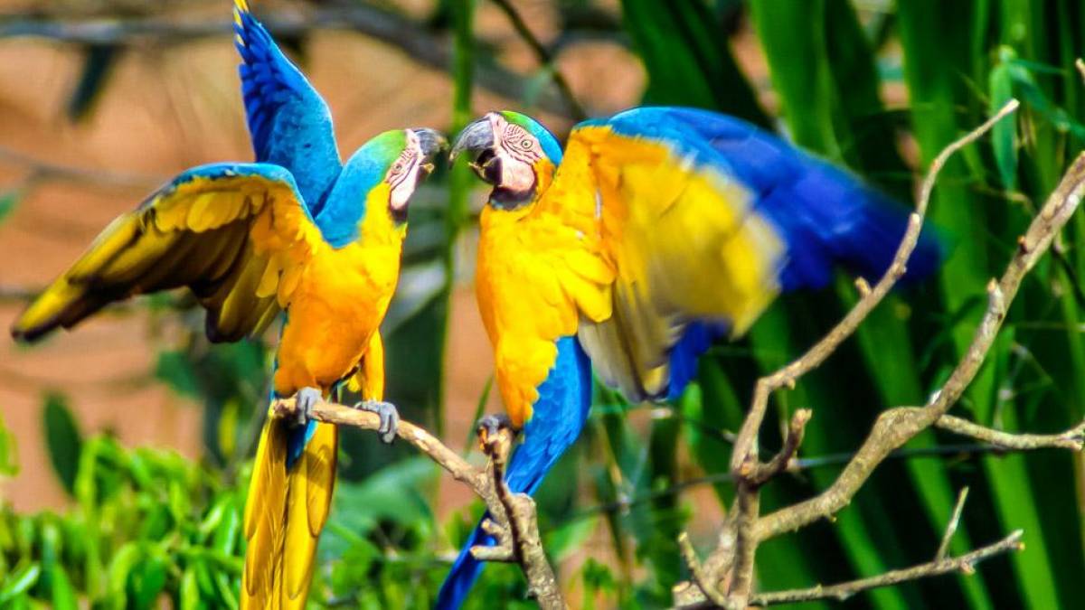 Kmpfende Aras |  Dr. Heiko Beyer, Vision 21 / Chamleon