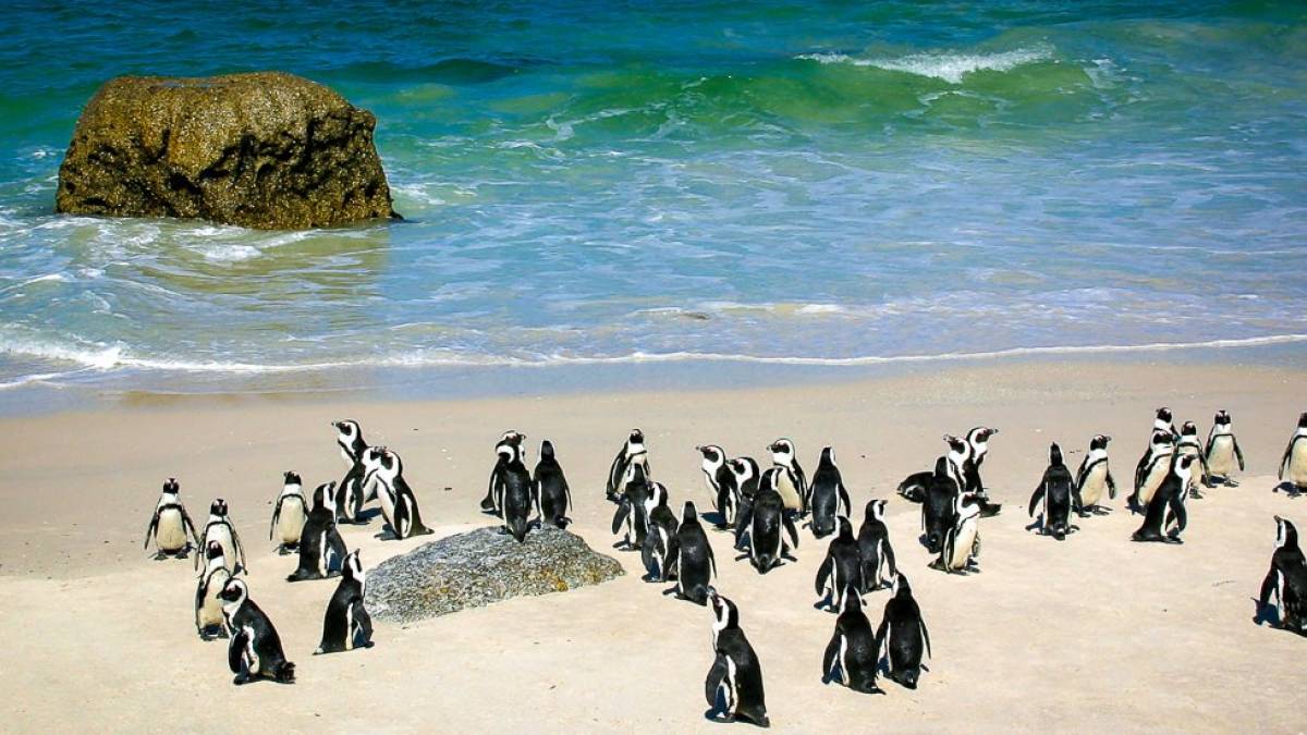 Brillenpinguine am Boulders Beach |  Karin Hartwig / Chamleon