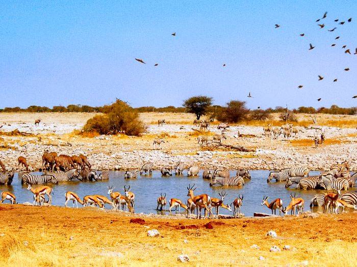 Tiere an der Wasserstelle im Etosha-Nationalpark |  Lisa Wehner / Chamleon