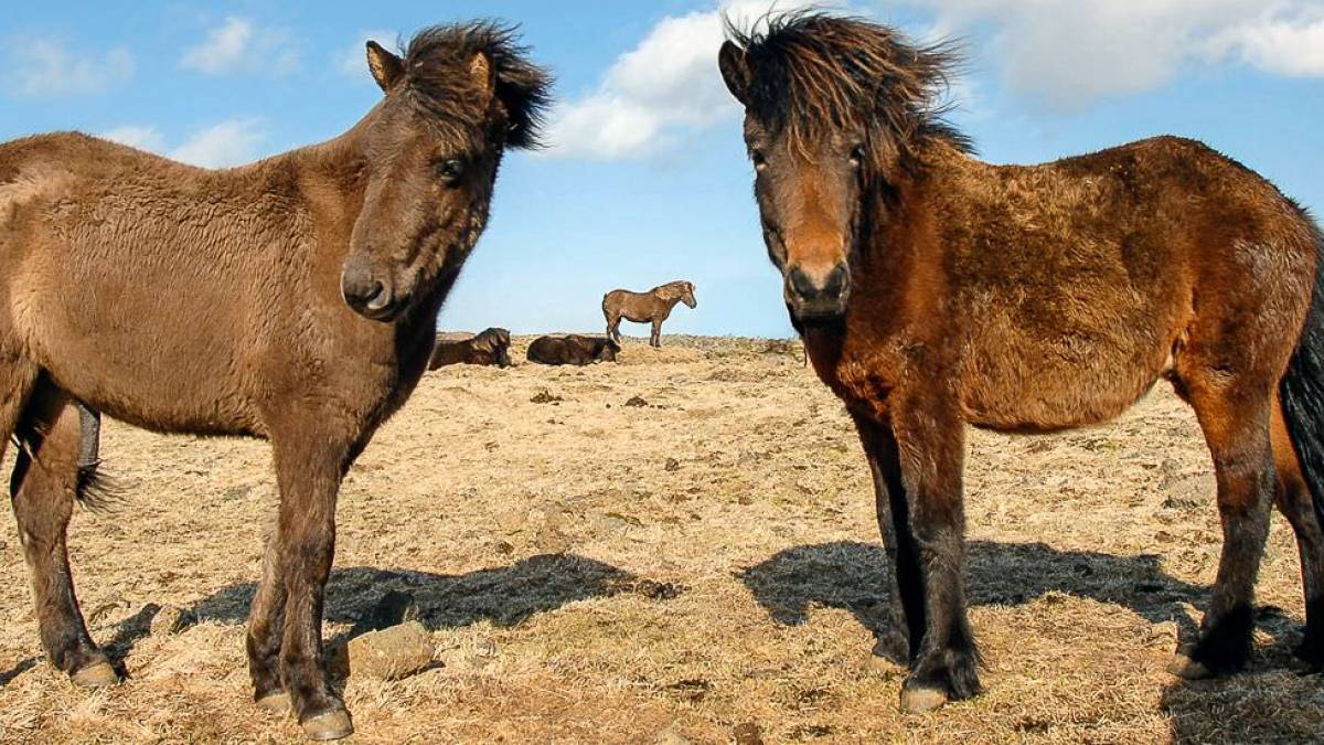 Island Pferde |  Island Pro Travel / Chamleon