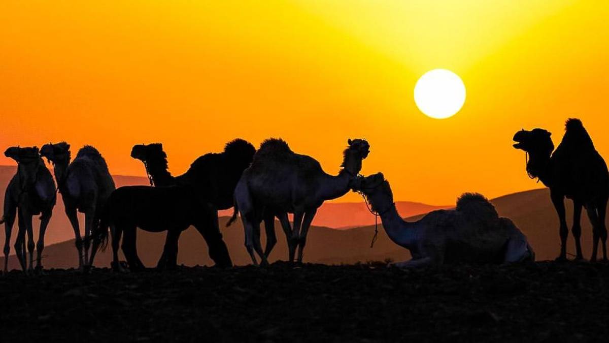 Auf eine gute Nacht |  Andreas Laube / Chamleon