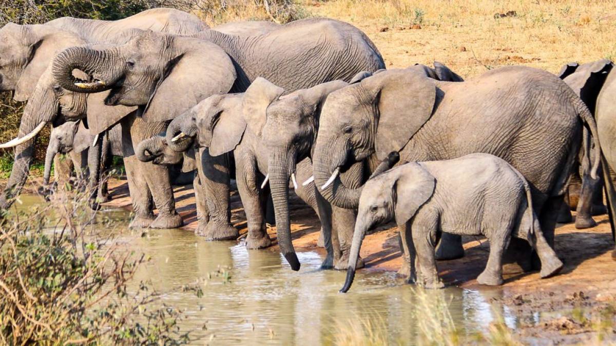 Familientreffen |  Barbara Panzer / Chamleon