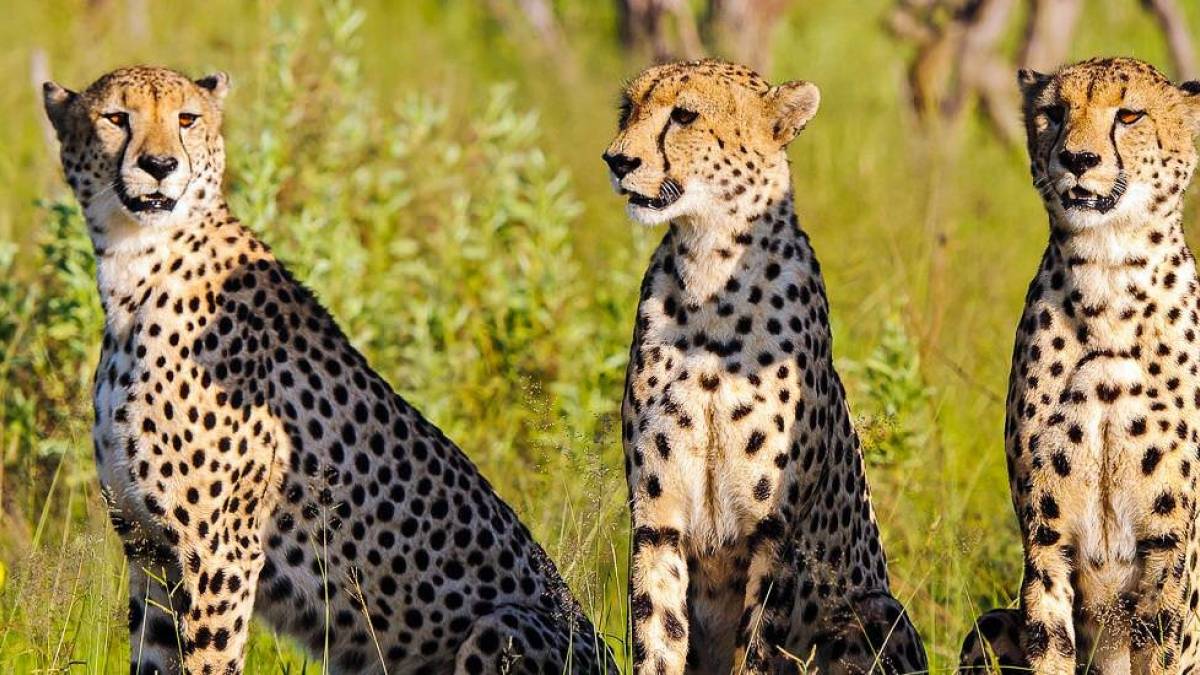 Gepardenbrder |  Dietmar Willuhn / Chamleon