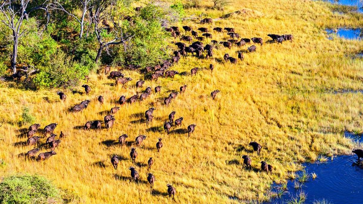 Okavango Delta aus der Luft |  Kai-Uwe Kchler, Art & Adventure / Chamleon