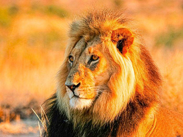 Portrt eines Lwen |  Nico Smit, iStockphoto.com / Chamleon