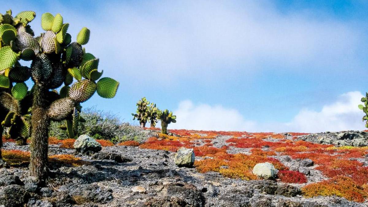 Auf der Insel Plaza Sur |  Kai-Uwe Kchler, Art & Adventure / Chamleon